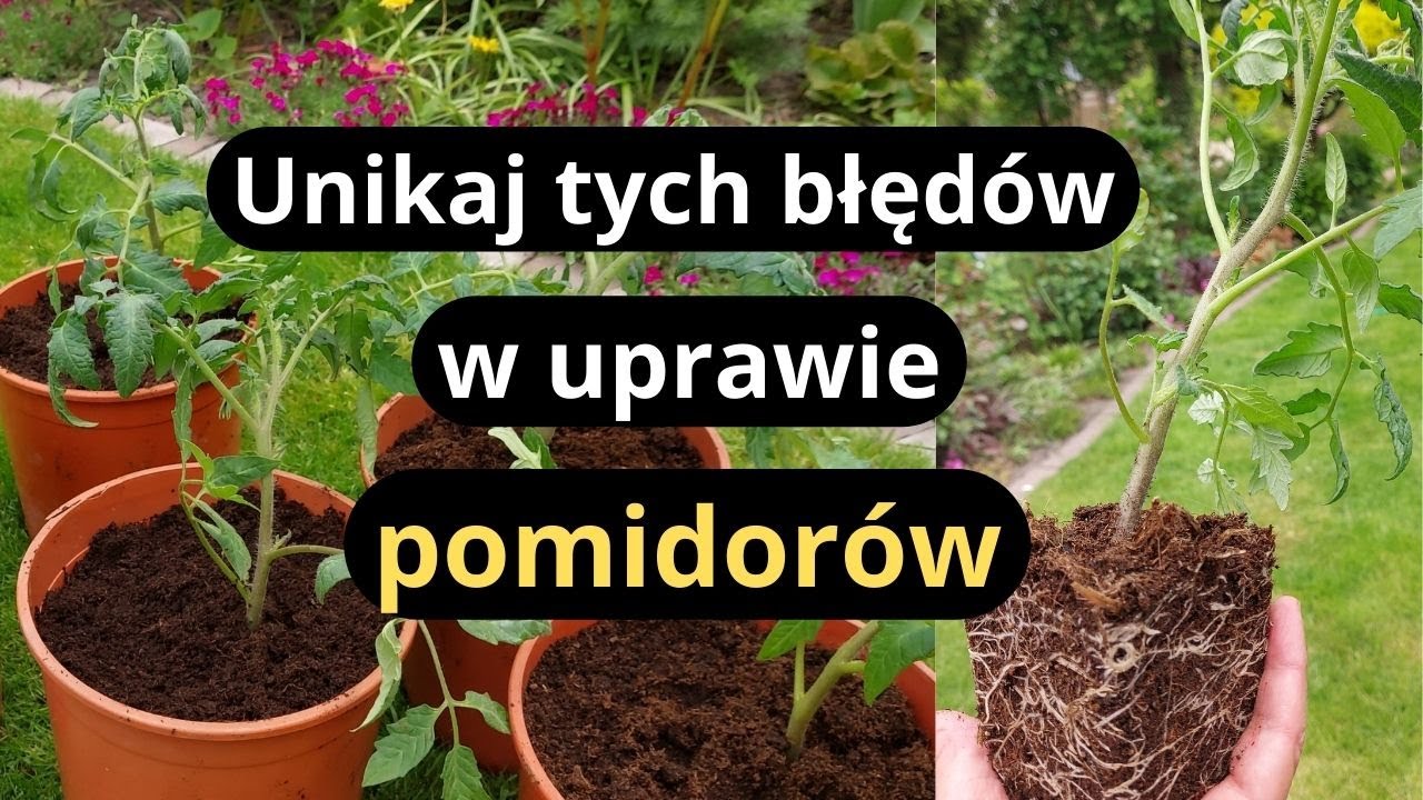 Jak sadzić pomidory żeby uzyskać szybkie kwitnienie i duże plony, błędy w uprawie pomidorów