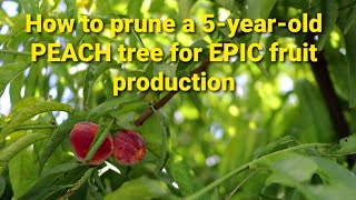 How to Prune a 5 Year Old Peach Tree for EPIC Fruit Production