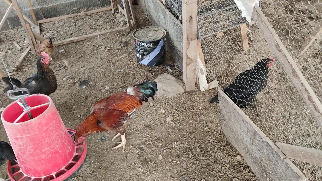 Tavuk bit ilacını kendin yap. Bit için ne yapıyorum.