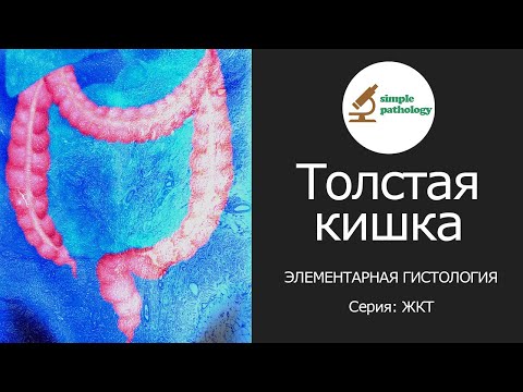 Толстая кишка | Элементарная гистология