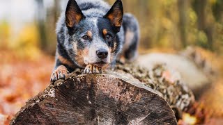 The Amazing Abilities of Australian Cattle Dogs in Canine Water Sports