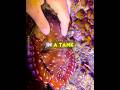 This Girl FOUND a Baby Octopus Inside a Seashell 🐙♥️ #USA