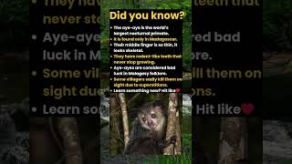 Aye-aye: Madagascar’s Creepy-Cool Creature!