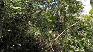 Seru mikat burung ciblek/kecici yang sudah tau pulut sangat menegangkan