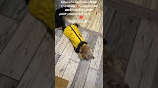 🌿 Наш кокер спаниель Бэлла 🌸, спасённая из Турции дома! #animals #dog #собака #спаниель #счастье