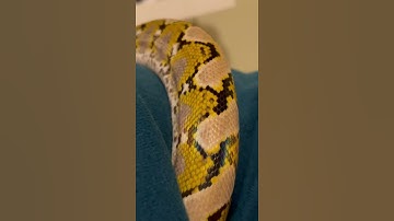 My BEAUTIFUL reticulated Python!!! #shorts #reptiles #snake