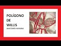 El POLÍGONO DE WILLIS - Anatomía Humana