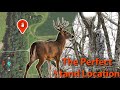 Secrets to perfect tree stand placement