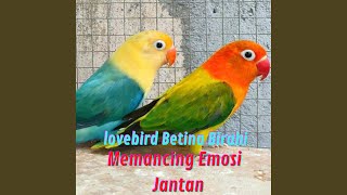 Lovebird Betina Birahi Memancing Emosi Jantan (Live)