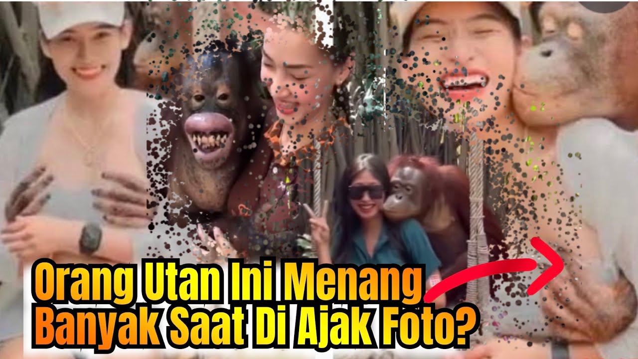 Tingkah Nakal Orang Utan Saat Di Ajak Foto||Menang Banyak dapet Pegang!