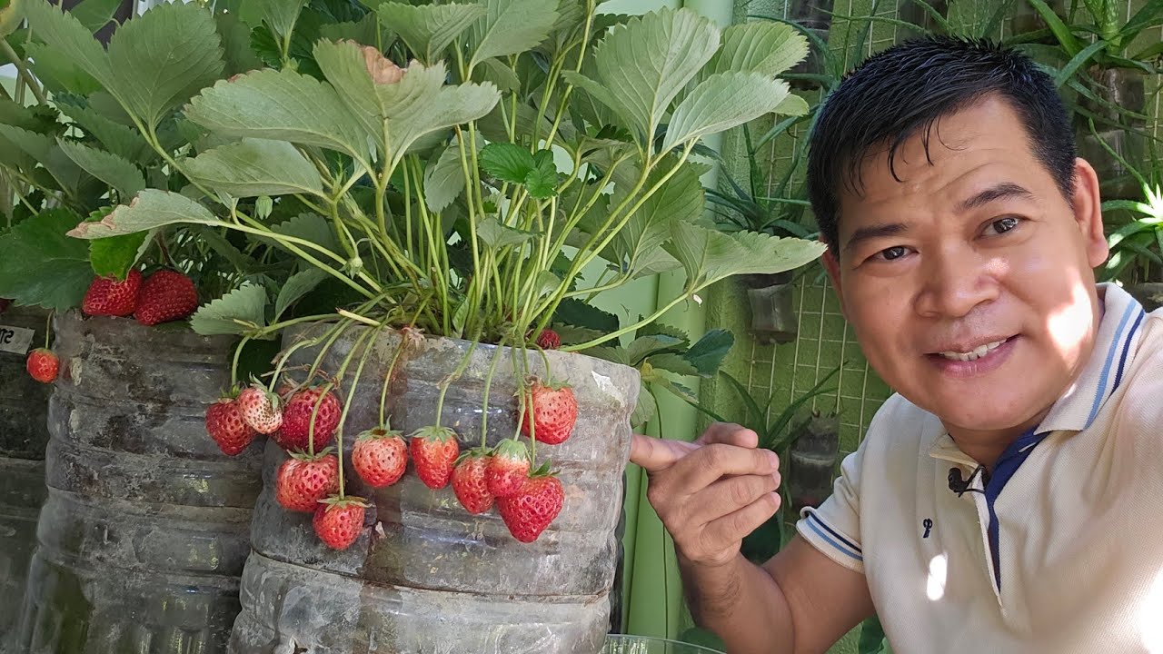 LIVE SA MGA TANIM NA STRAWBERRY NA HITIK NA HITIK SA MGA BUNGA