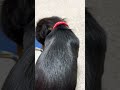 イタズラを叱ってばかりいたら逆ギレされた件【カニンヘンダックス・チョコの日常】Kaninchen Dachshund #shorts