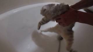 CAT CHLOE OREAT AND AFRAID OF BATHING / MEOW CAT'S REACTION TO A BLOOD SHAMPOO