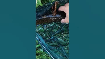 #shorts Cắm Câu Cá Lóc Lâu lâu cũng phải trúng Hugo chớ | Câu Cá Đêm Hồ Trị An