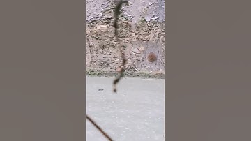 #foryou #frypgシ #hunting #duck #chitral #viralvideo