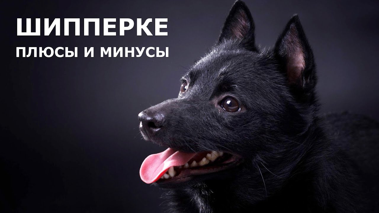 ШИППЕРКЕ. Плюсы и минусы породы схипперке SCHIPPERKE