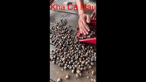 Sò huyết giống Cà Mau