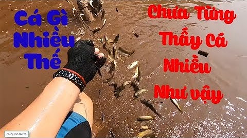 Chặn Dòng Suối Bắt Cá ✓ Poòng Văn Quỳnh