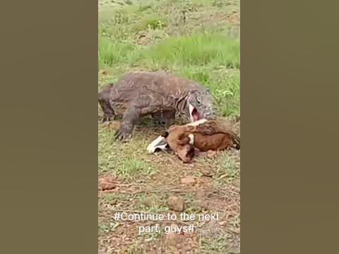 komodo dragons attack goats - YouTube