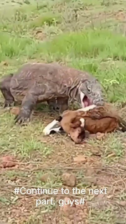 komodo dragons attack goats - YouTube