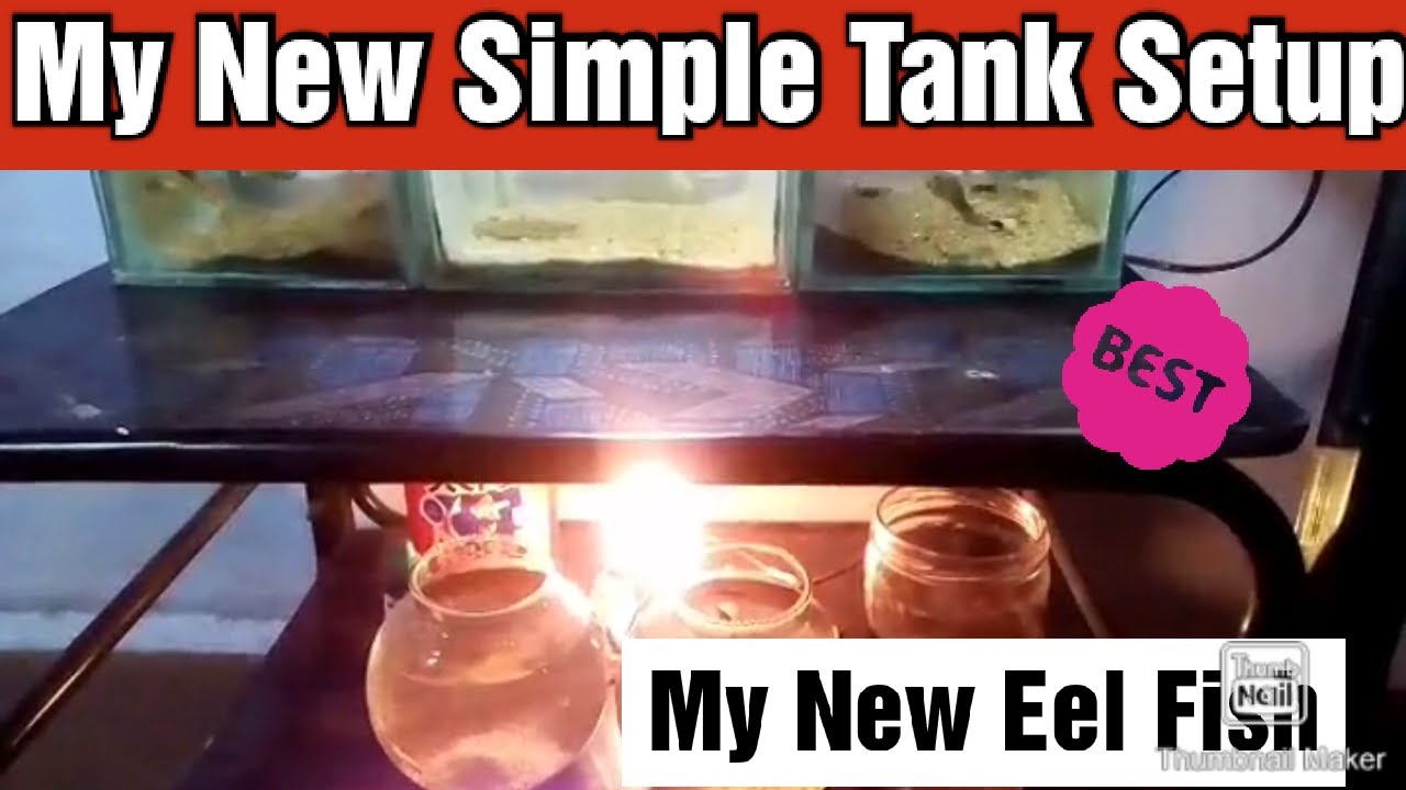 My New Simple Fish Tank Setup Tamil YouTube