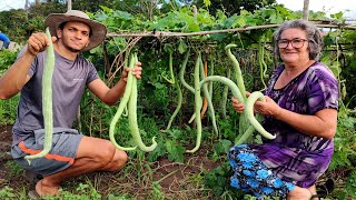 COLHEITA DIFERENTE //conhecem essa espécie?+ uma deliciosa receita -VALDIR BARBOSA