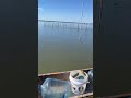 Clam Lease In Full Effect Clamming Clams Claming Clam Clam Lease In Full Effect Clamming Clams Claming Clam