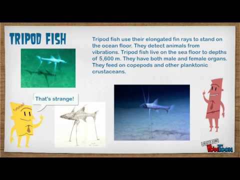 zone abyssal animals