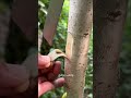سرّ تطعيم الأشجار 🌱