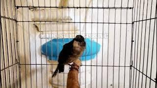 Merbah Belukar Gacor Ribut, Cocok Buat Pikat