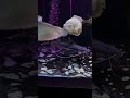 new aquarium monster fish tank lovers 1 like and one subscribe fish lovers ho to karoge please
