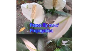 #dpgreenry ताजी शुद्ध हवा के लिए indoor flowering plant Peace Lily #indoor #gardening