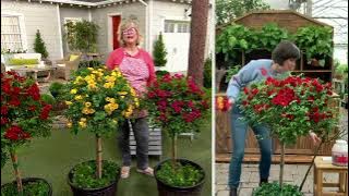 Cottage Farms 1-Piece Knock Out Live Rose Tree on QVC