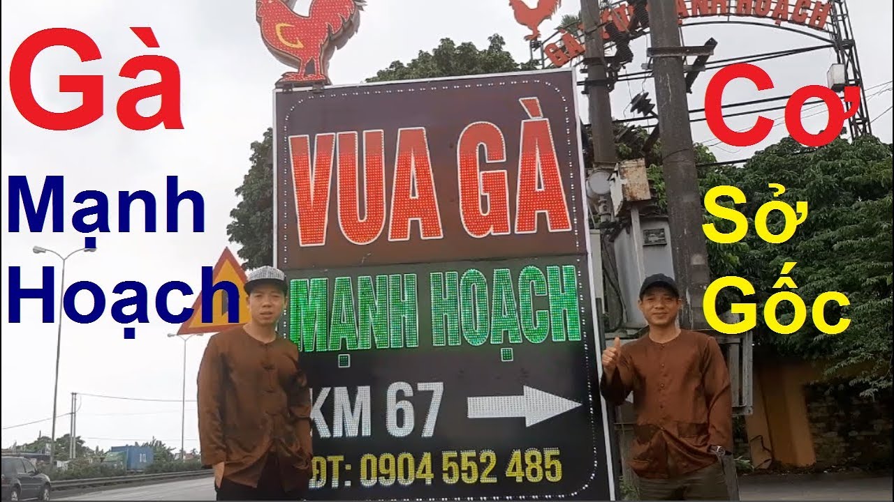 gà mạnh hoạch gần nhất Update New Vua Gà Mạnh Hoạch Cơ Sở Chính Gốc Và Người Sáng Lập, PHUONG NAM TV, Trang Trại Đà Điểu Phương Nam