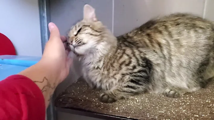 Video 9126801: chaton maine coon, chaton bengal