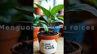 Cómo usar el calendario lunar para plantas y huerto #huerto #plantas  #calendariolunar