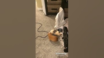 ginny pig fight