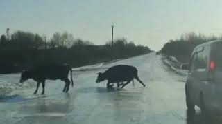 Как корова на льду. Смешное.Wie eine Kuh auf dem Eis. Das Lächerliche