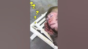 Smart monkey playing with duckling in the pool #monkey