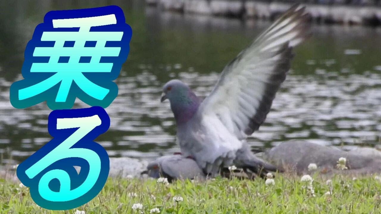 鳩 上 に 乗る