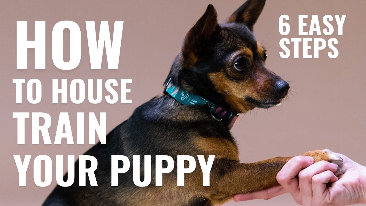 How to House Train a Puppy in 6 Easy Steps House train a puppy fast
