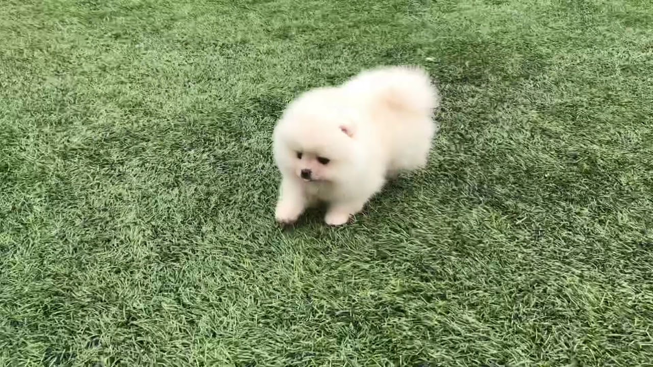 Девочка на продажу питомник Шпиц&CO