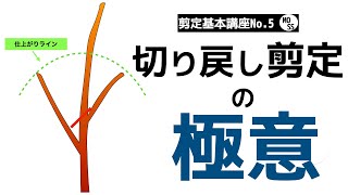 剪定基本講座no 5 切り戻し剪定のやり方 庭木の剪定 Youtube