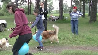 Колли и шелти конкурсы Collie and shelty contests Колли и шелти конкурсы Collie and shelty contests