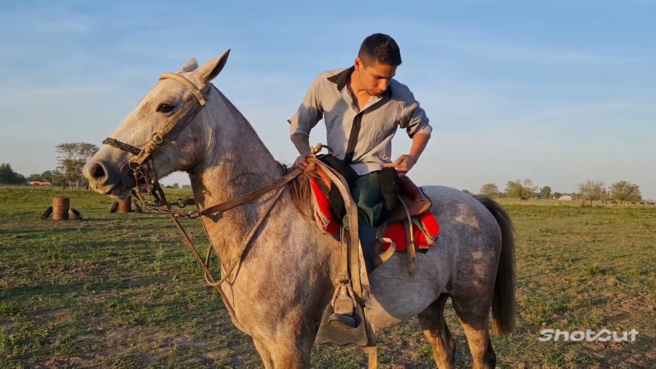 Shires Pizarra De Estudio Para Prueba De Doma – Aprende Y Repasa Con Borrador Y Bolígrafo Incluido