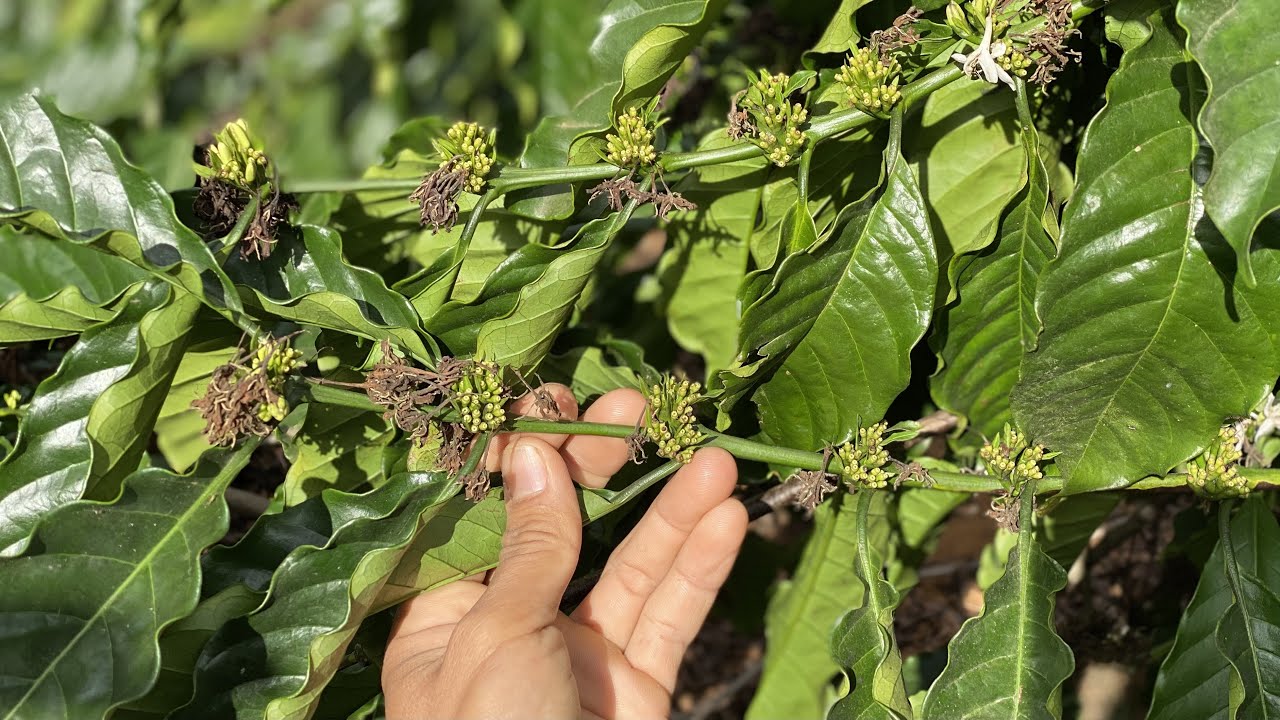 Quay lại vườn cà phê hôm trước đang nở hoa thì gặp mưa.