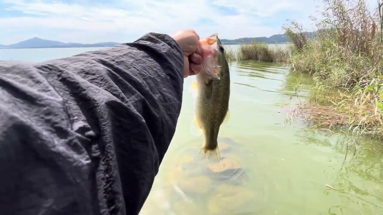 Korean Bass POV, Daehoman Free Rig Strikes! 🎣