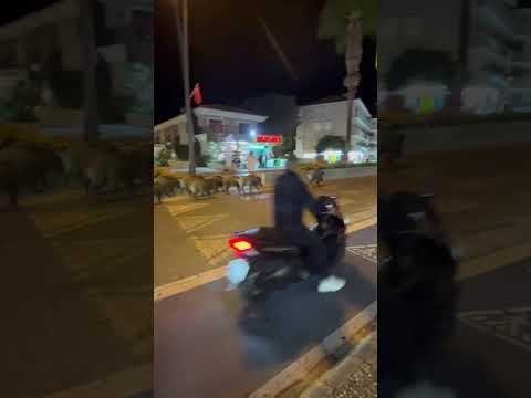 Wild boar walking