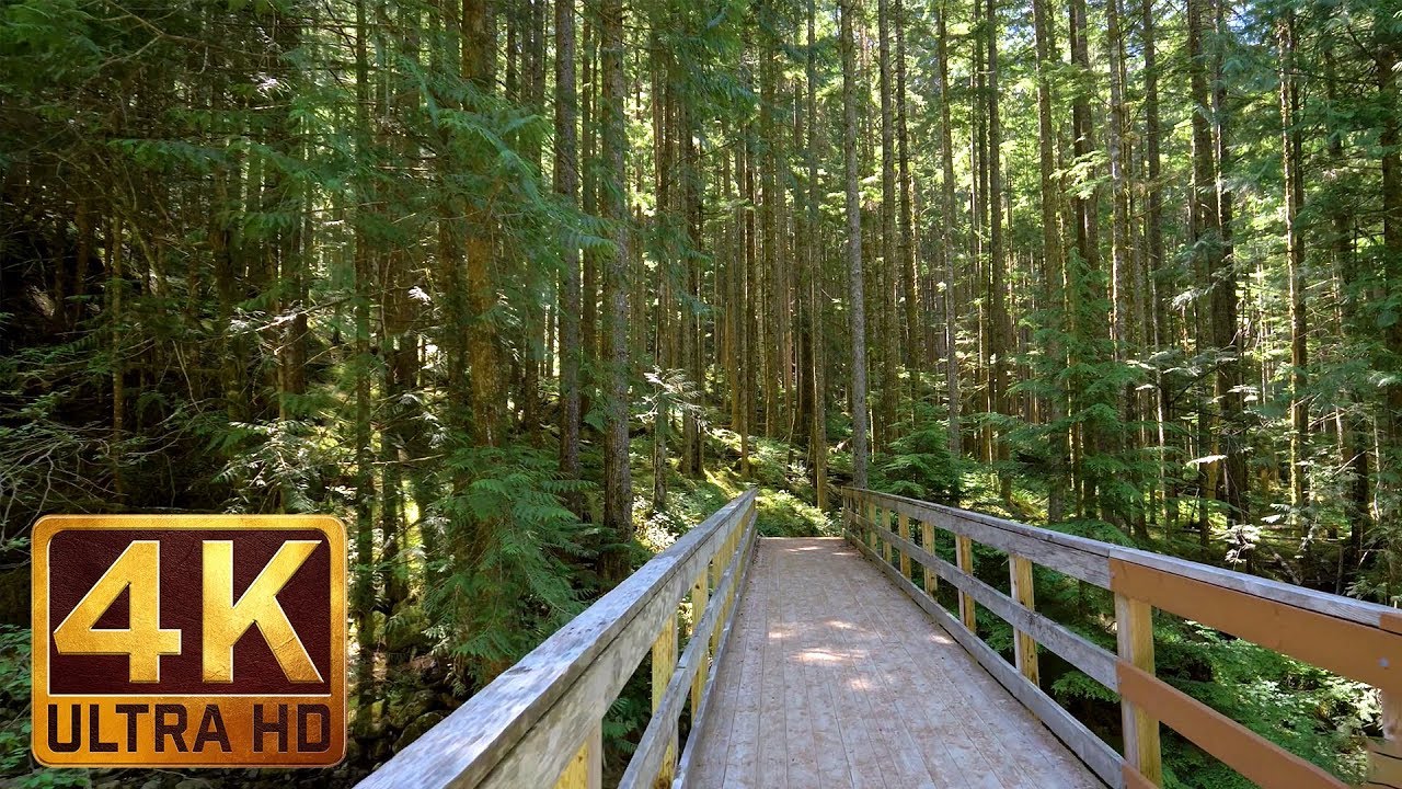 4K UHD Virtual Hike in the Forest - Middle Fork Trail  Snoqualmie   Part 2 - 3 5 HRS Piano Music