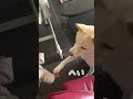 柴犬がはじめて赤ちゃんにお手する姿が可愛い! #shorts